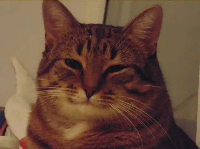 Tabby cat smiles blank meme template