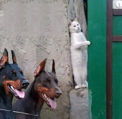 White cat hiding from dogs blank meme template